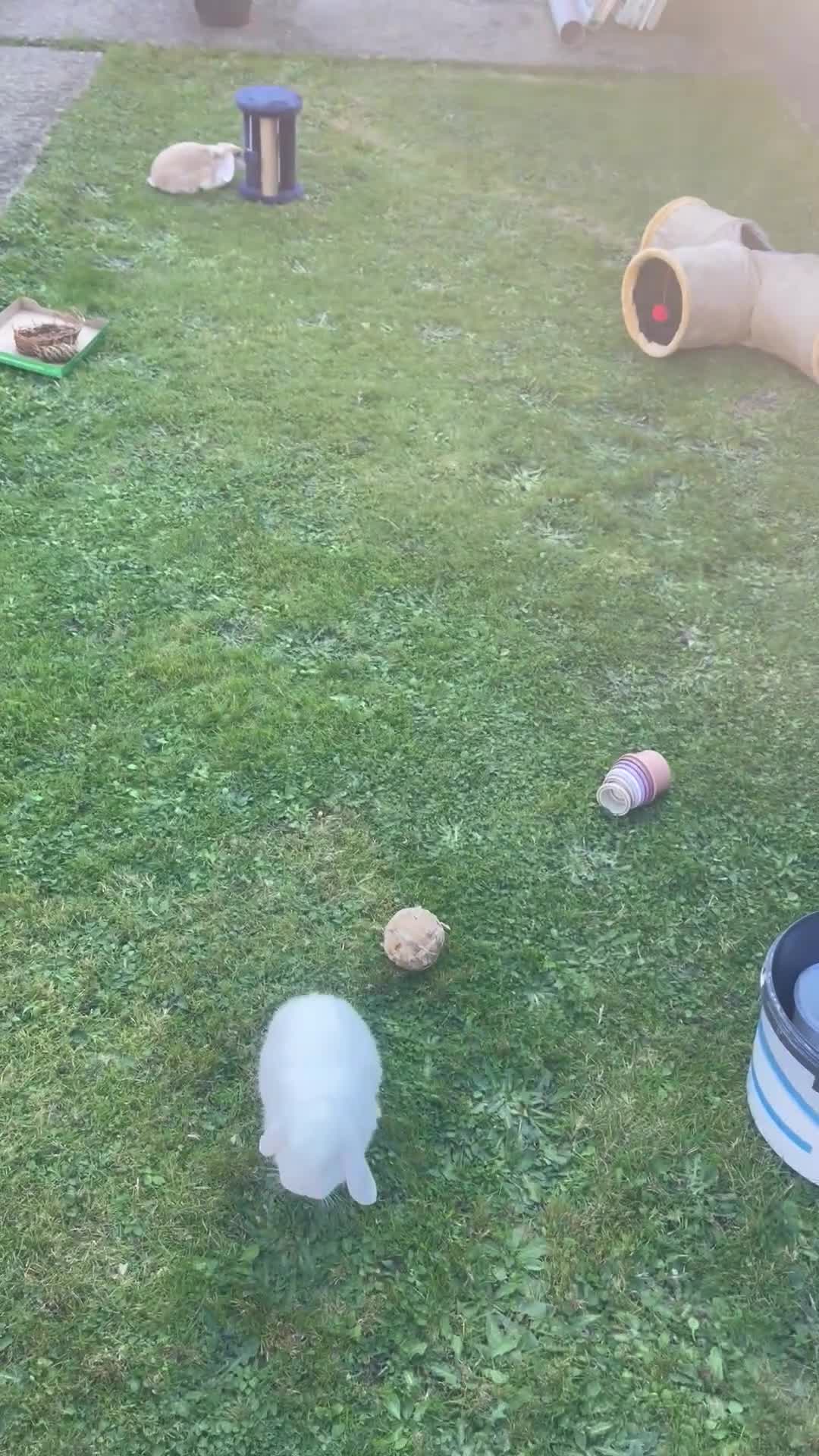 Mini Lop rabbits for sale: Bonded bunnys for sale Cookies&Creams - Video 1