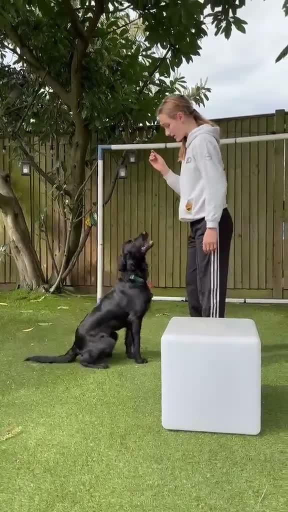 Mixed Breed dogs for adoption: Wren needs a new forever home  in Teddington - Video 1