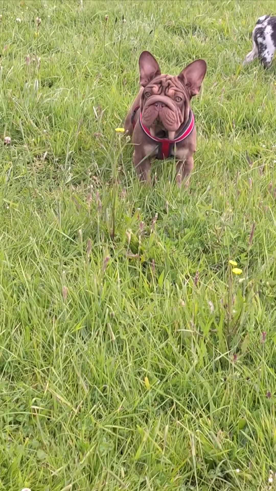 French Bulldog dogs for sale: Paris - Video 1