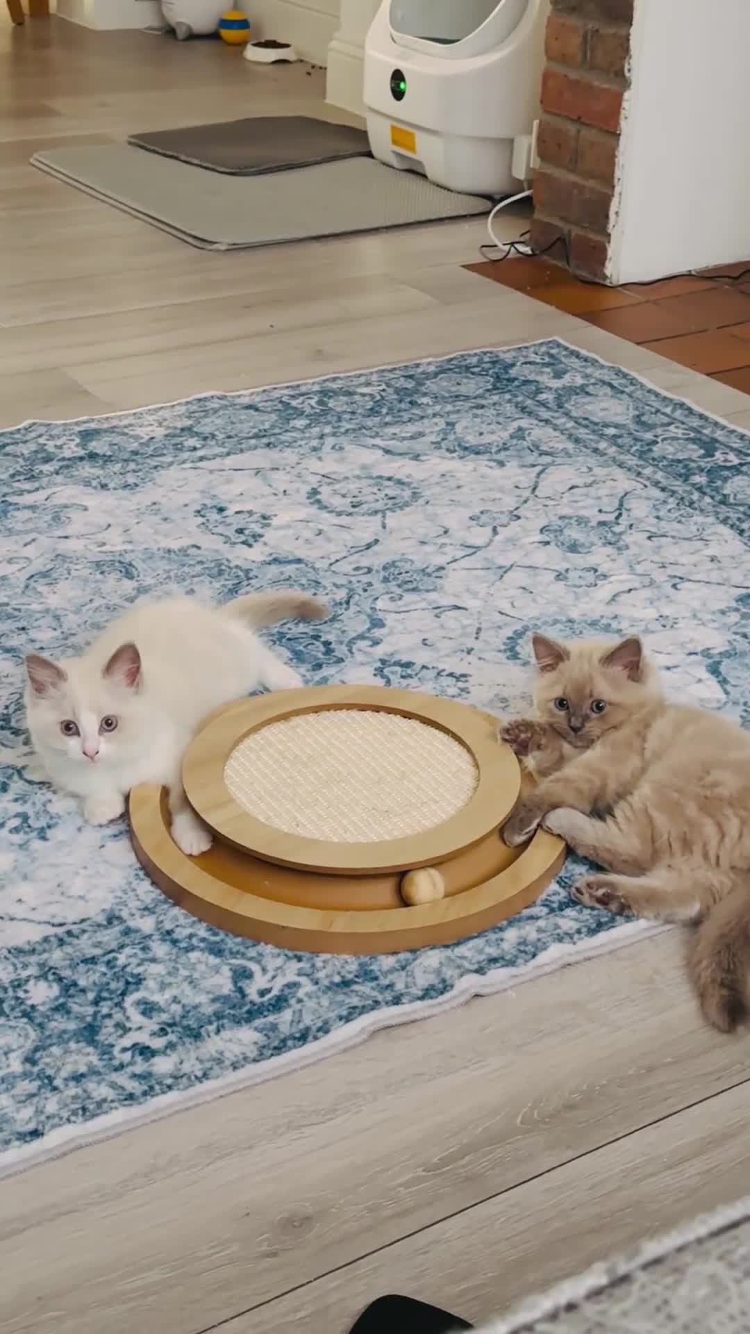 Ragdoll cats for sale: Ragdoll - Grey Mink/Blue Point Kittens 😍 - Video 1