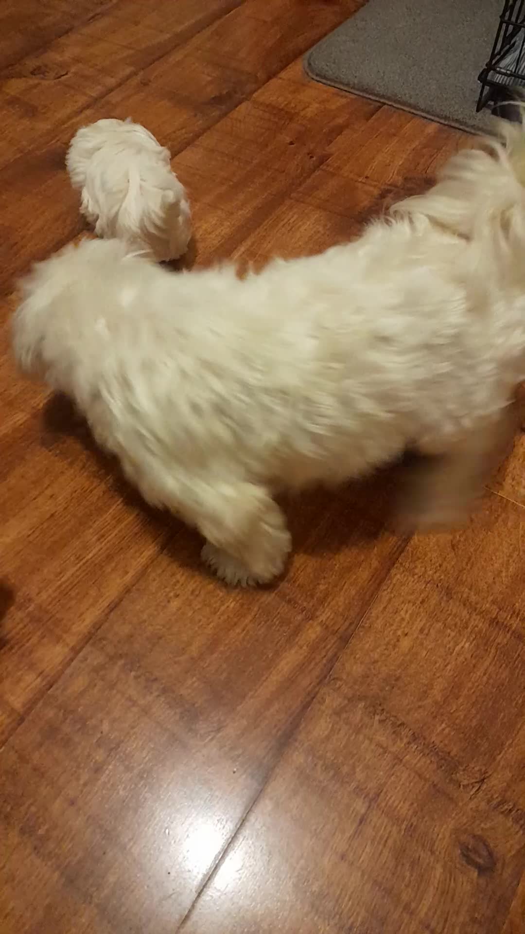 Maltese dogs for sale: 2 male maltese puppies  - Video 1