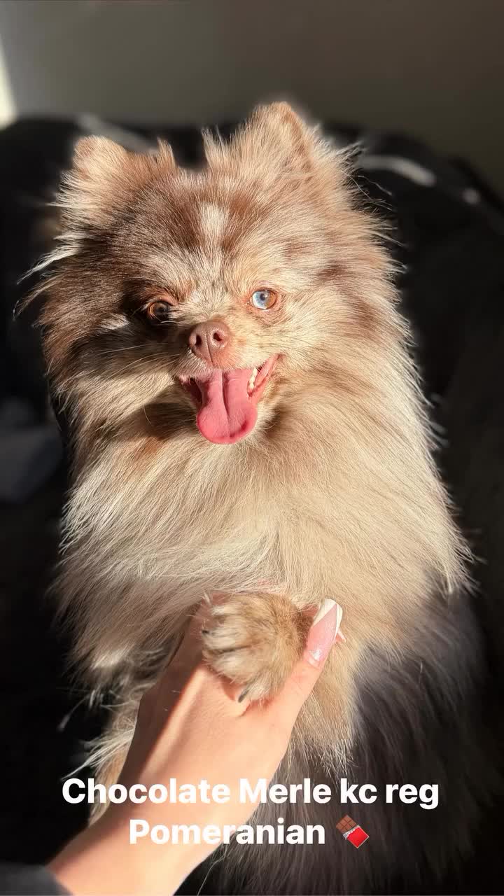 Pomeranian dogs for stud: Chocolate Merle Pomeranian stud Kc registered 🍫  - Video 1