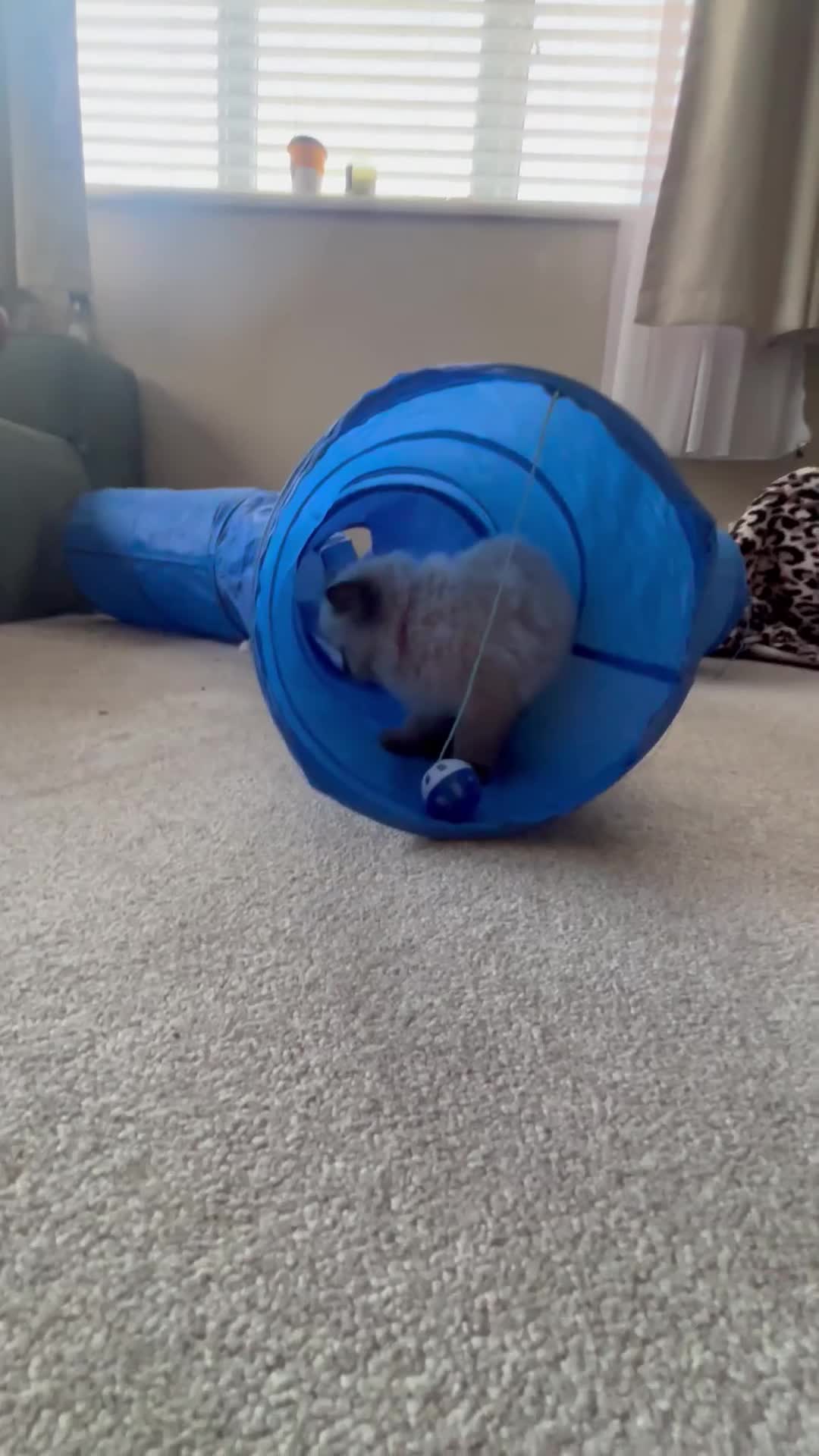 Ragdoll cats for sale: Pure ragdoll - Video 3