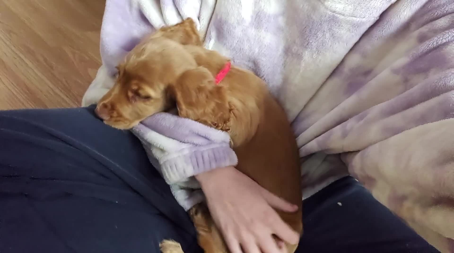 Cocker Spaniel dogs for sale: Cocker spaniel - Video 1