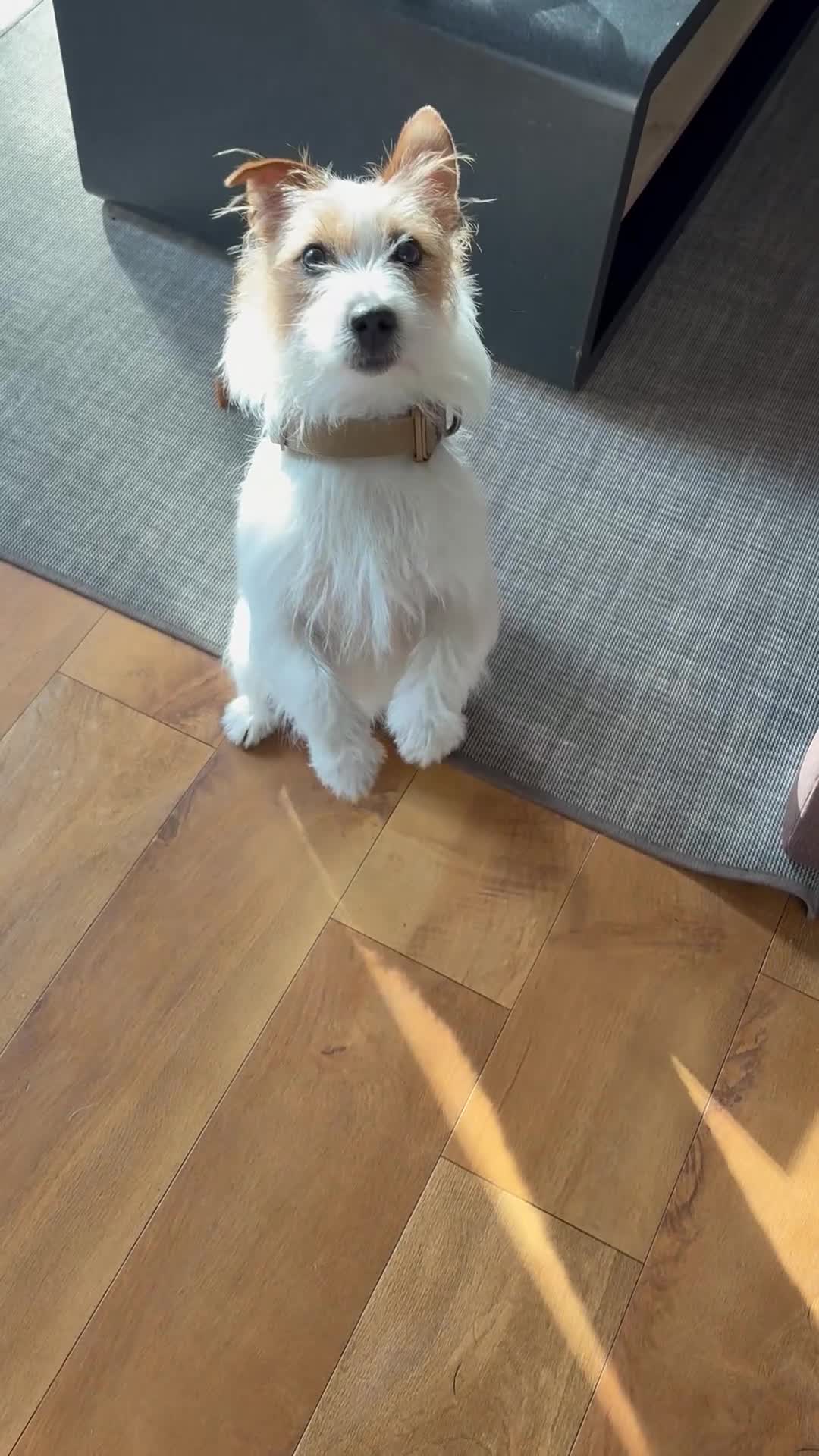 Jack Russell dogs for sale: Benji in Maidstone - Video 3