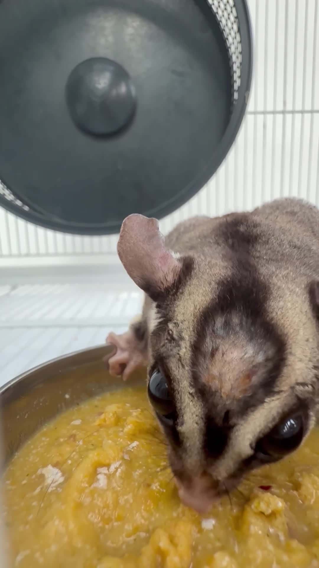 Sugar Glider rodents for sale: 2x Male sugar Gliders age 3 years in Stanford-le-Hope - Video 2