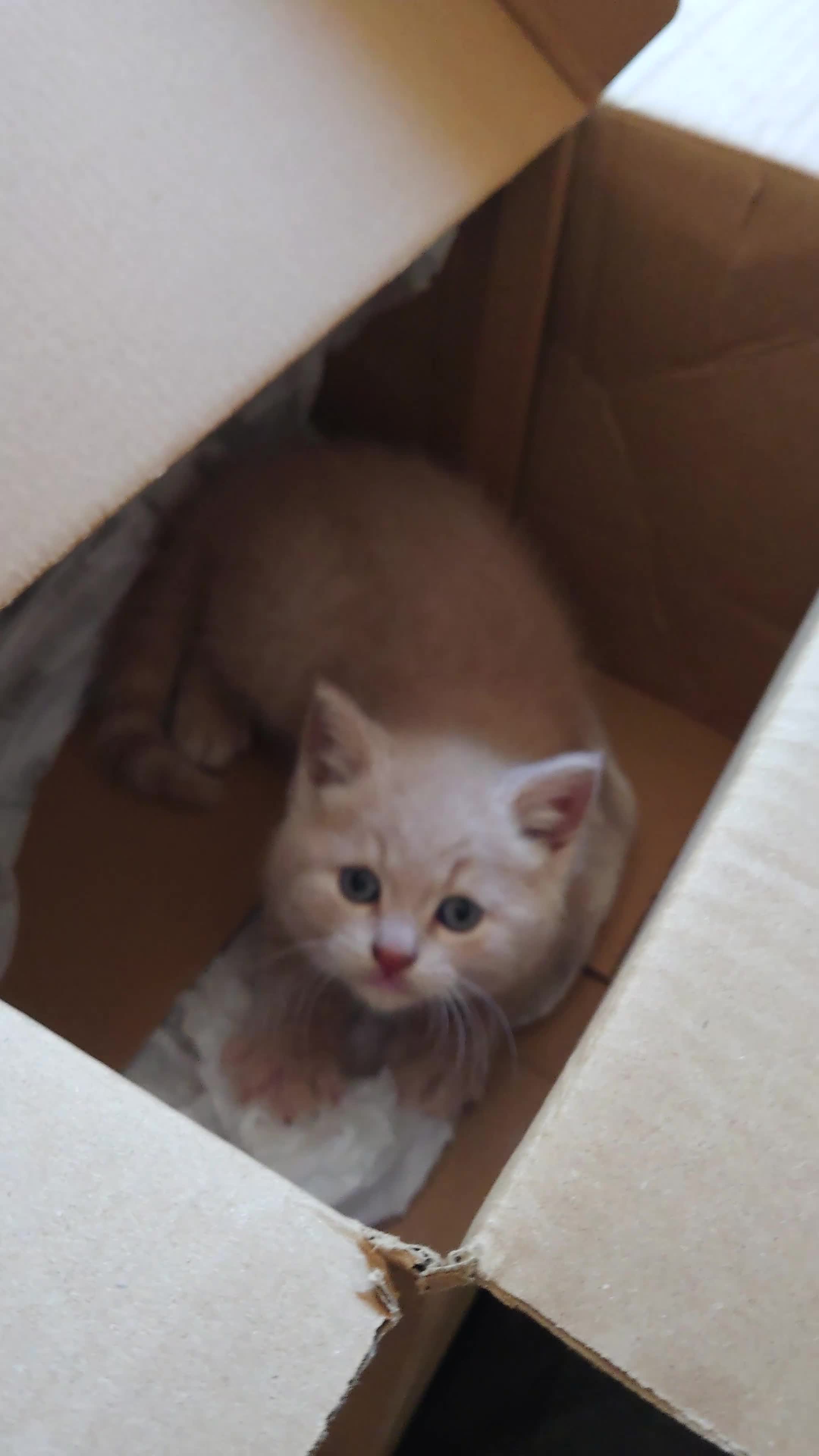 Mixed Breed cats for sale: 6 Cream brothers and one gray tortie girl for sale - Video 1