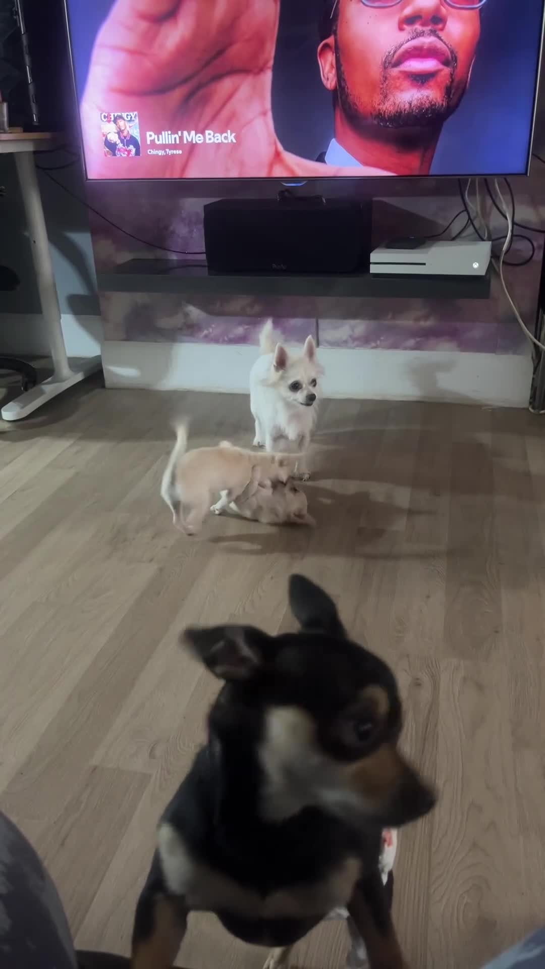 Chihuahua dogs for sale: 3 small chihuahua puppies  - Video 4