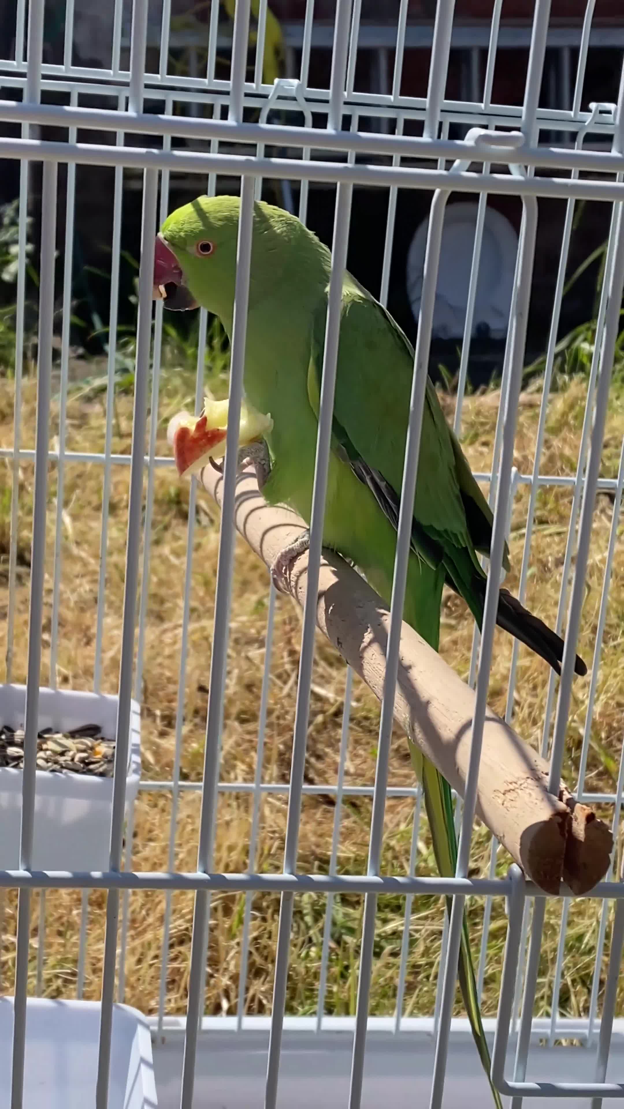 Ringnecks birds for sale: Male Indian Ringneck Parrot For Sale  in Birmingham - Video 1