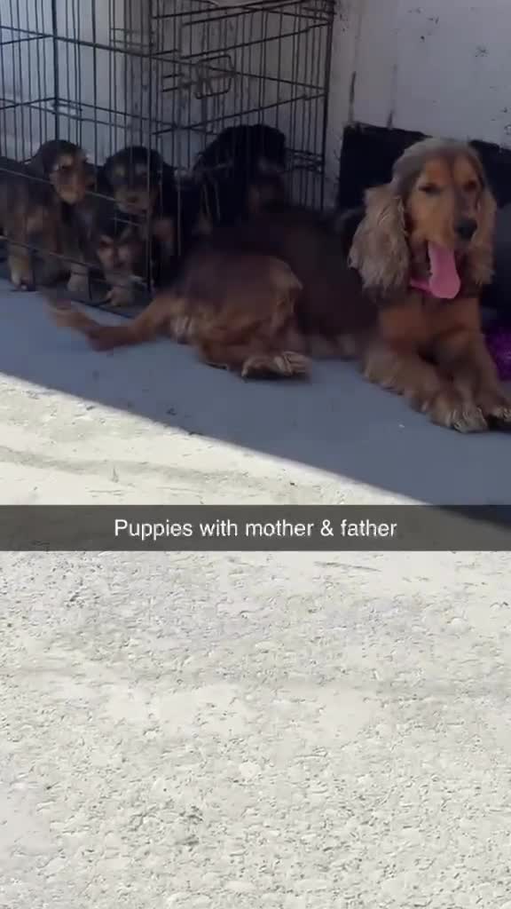 Cocker Spaniel dogs for sale: Show type cocker spaniel puppies in Doncaster - Video 1