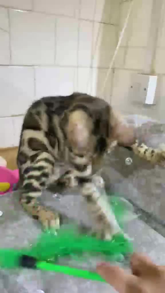 Bengal cats for sale: 🔥✨Pedigree TICA-Registered Bengals - Video 3
