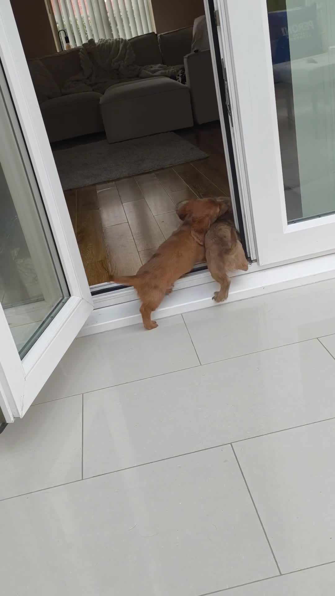 Dachshund dogs for sale: Long haired daschaunds  - Video 1