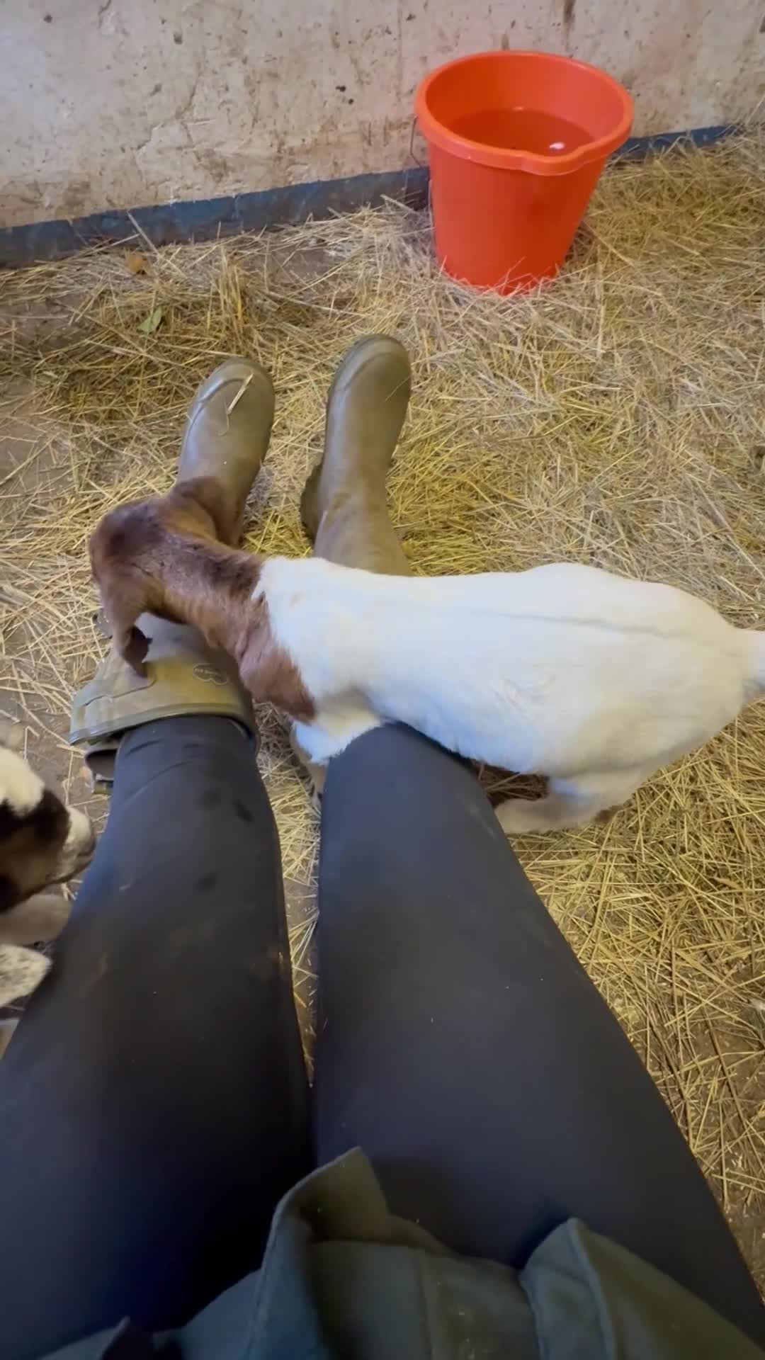 Goats livestock for sale: Boer goat kids  - Video 1