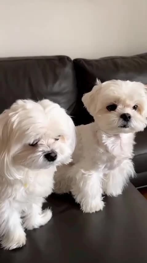 Mixed Breed dogs for sale: Adorable Pure White Maltese Puppy Girl - Video 1