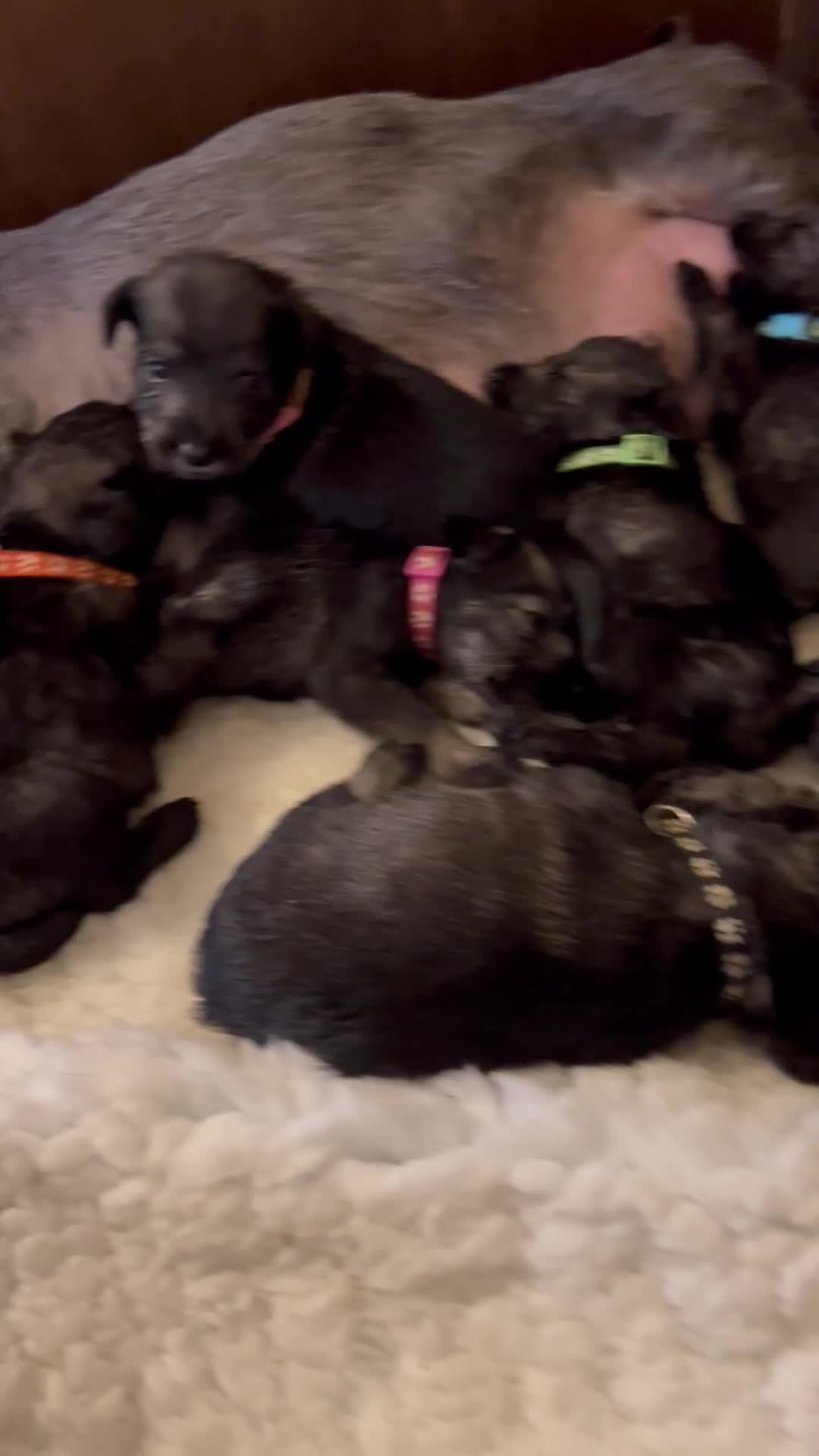 Schnauzer dogs for sale: KC reg health tested P/S standard schnauzers - Video 4