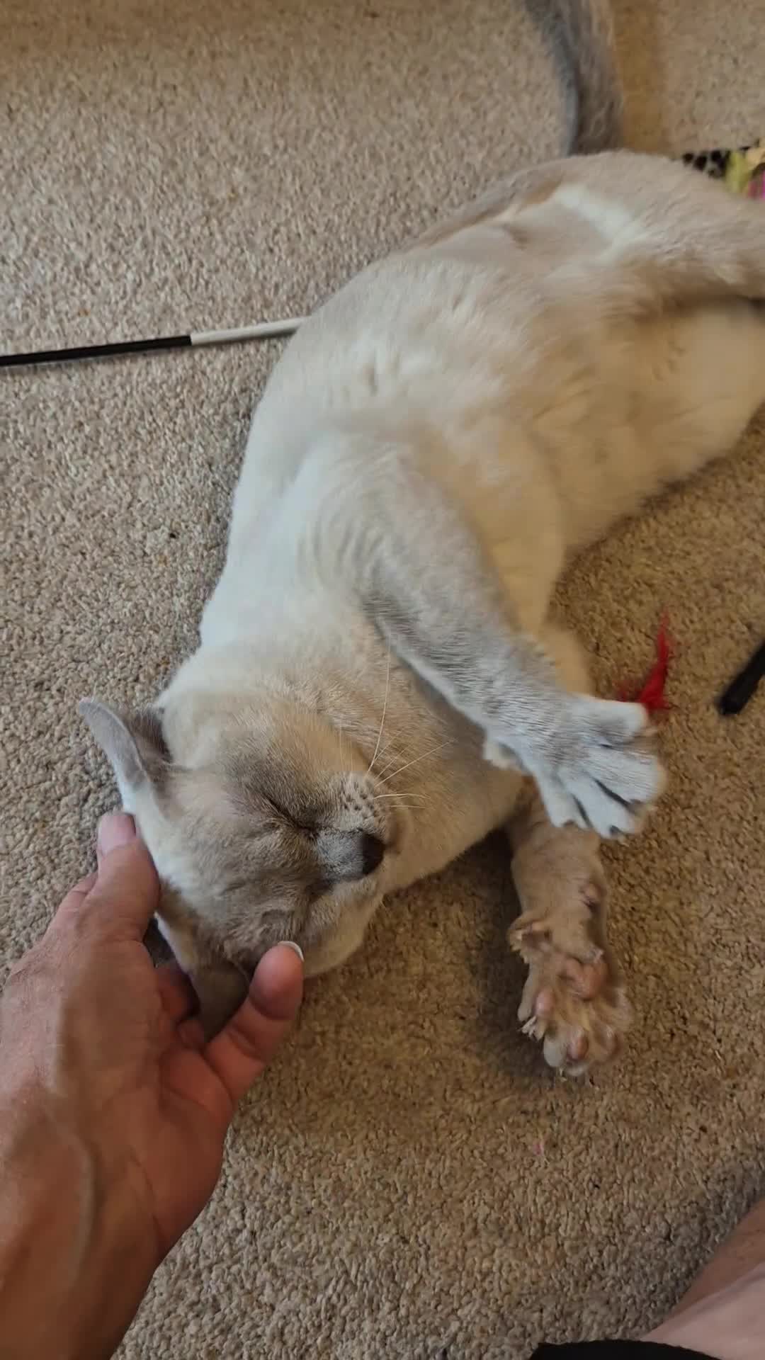 Burmese cats for sale: Beautiful Pedigree Lilac Female Burmese - Video 1