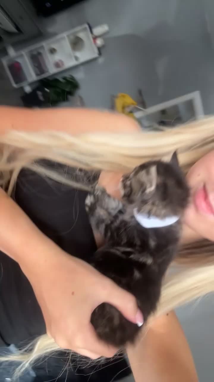 Mixed Breed cats for sale: beautiful, fluffy, tabby litter of 6 kittens - Video 2