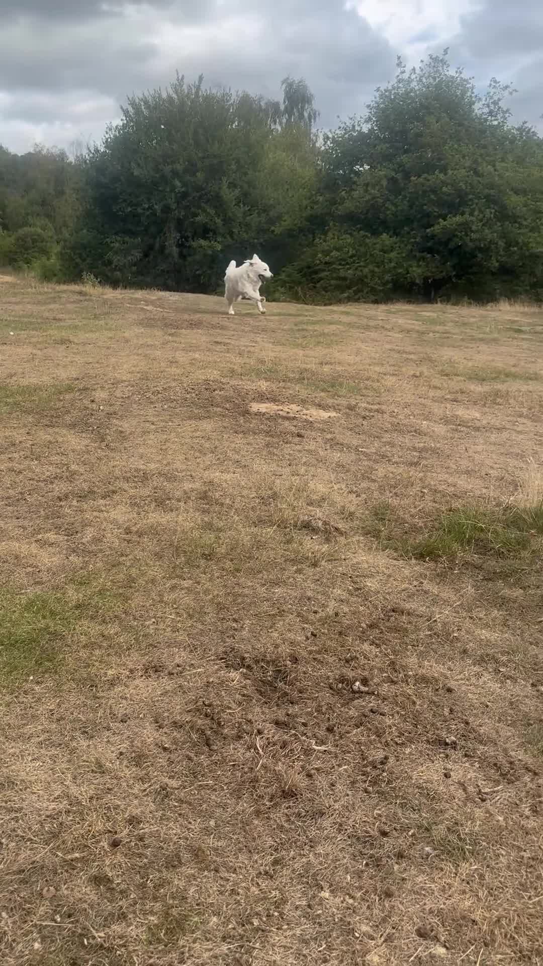 Golden Retriever dogs for sale: Golden retriever Stanley 14 months old - Video 1
