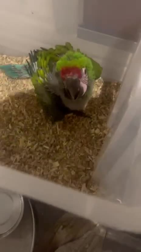 Macaws birds for sale: Selling baby handreared macaws  - Video 1