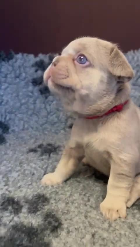 French Bulldog dogs for sale: KC Registered Beautiful French Bulldog Puppies - Video 5