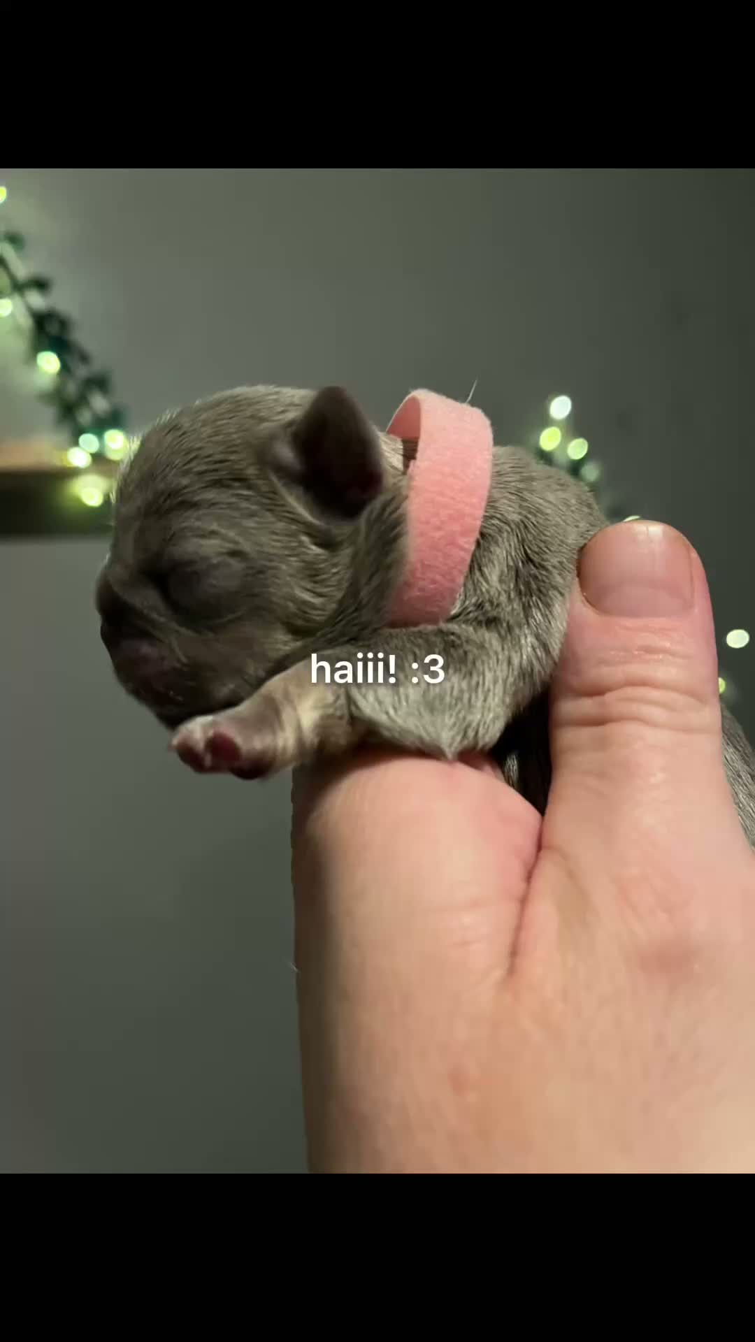 French Bulldog dogs for sale: Frechies pups Lilac & tans, Isabella & tan - Video 1