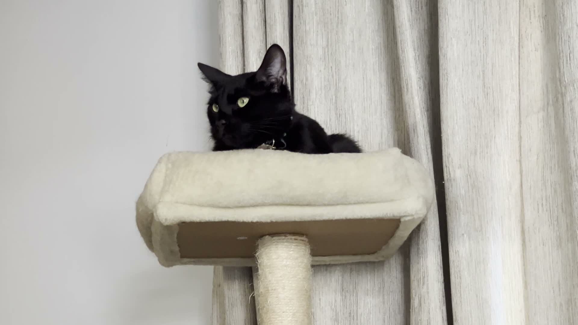 Bengal cats for sale: Fendi & Bagheera–Beautiful, Loving Bengal Pair - Video 3