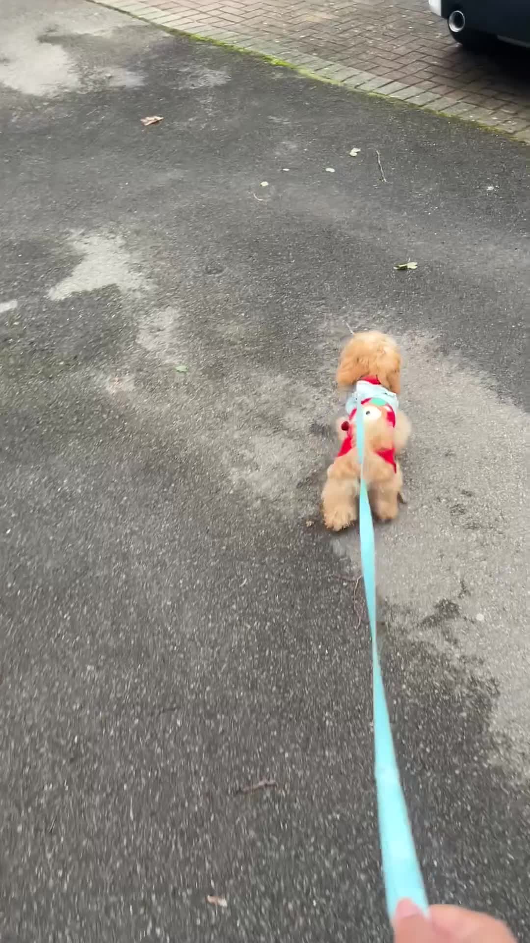 Maltipoo dogs for sale: Rehoming our beautiful Maltipoo puppy Jessie.  - Video 1