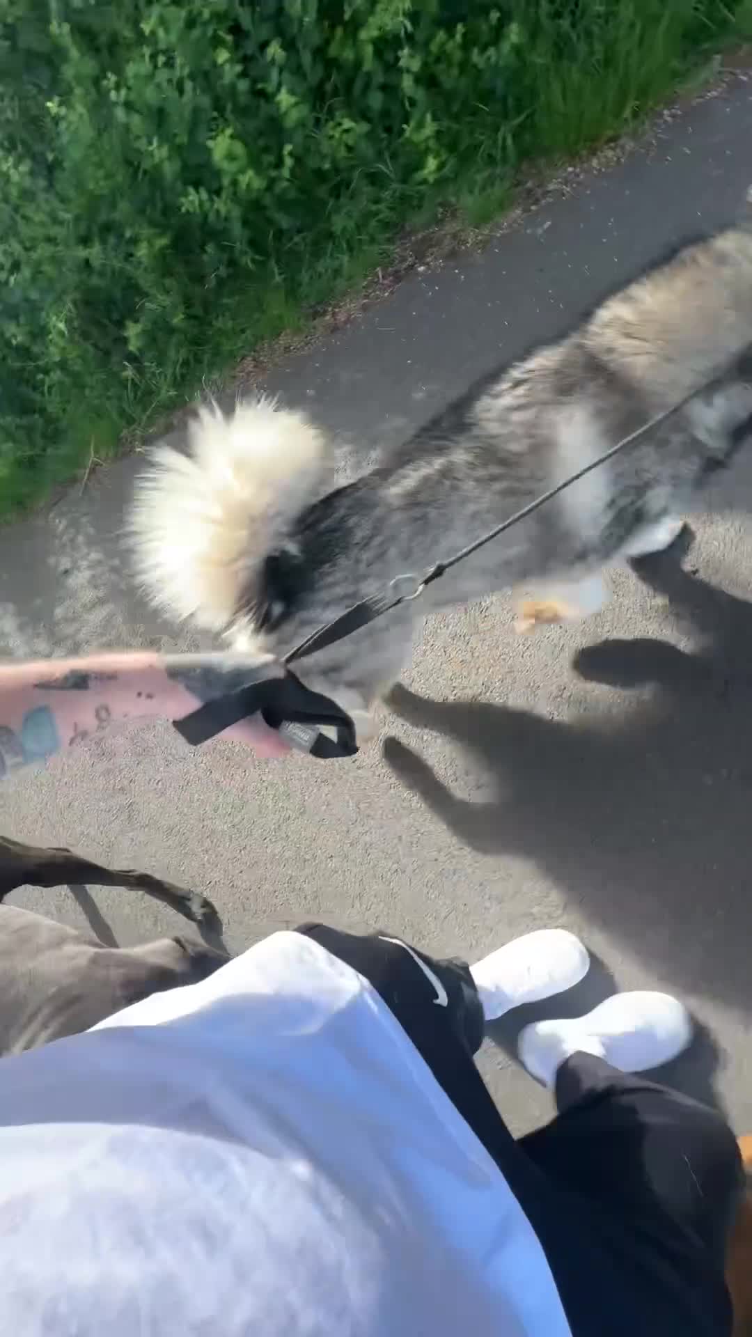 Cane Corso dogs for sale: Big manni the cane Corso available for rehome in Kilmarnock - Video 2