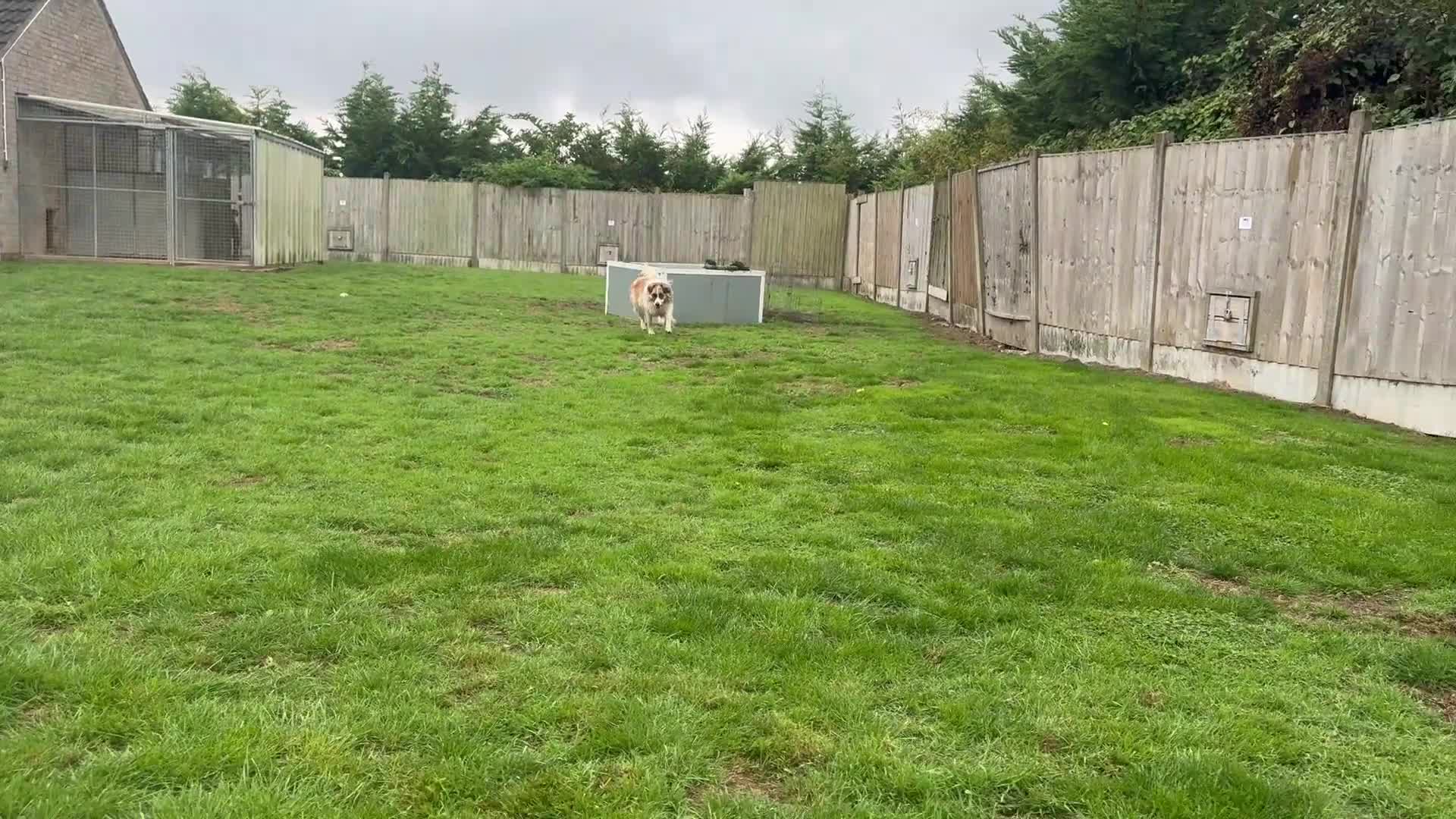 Mixed Breed dogs for adoption: Jessie ❤️ - Video 4