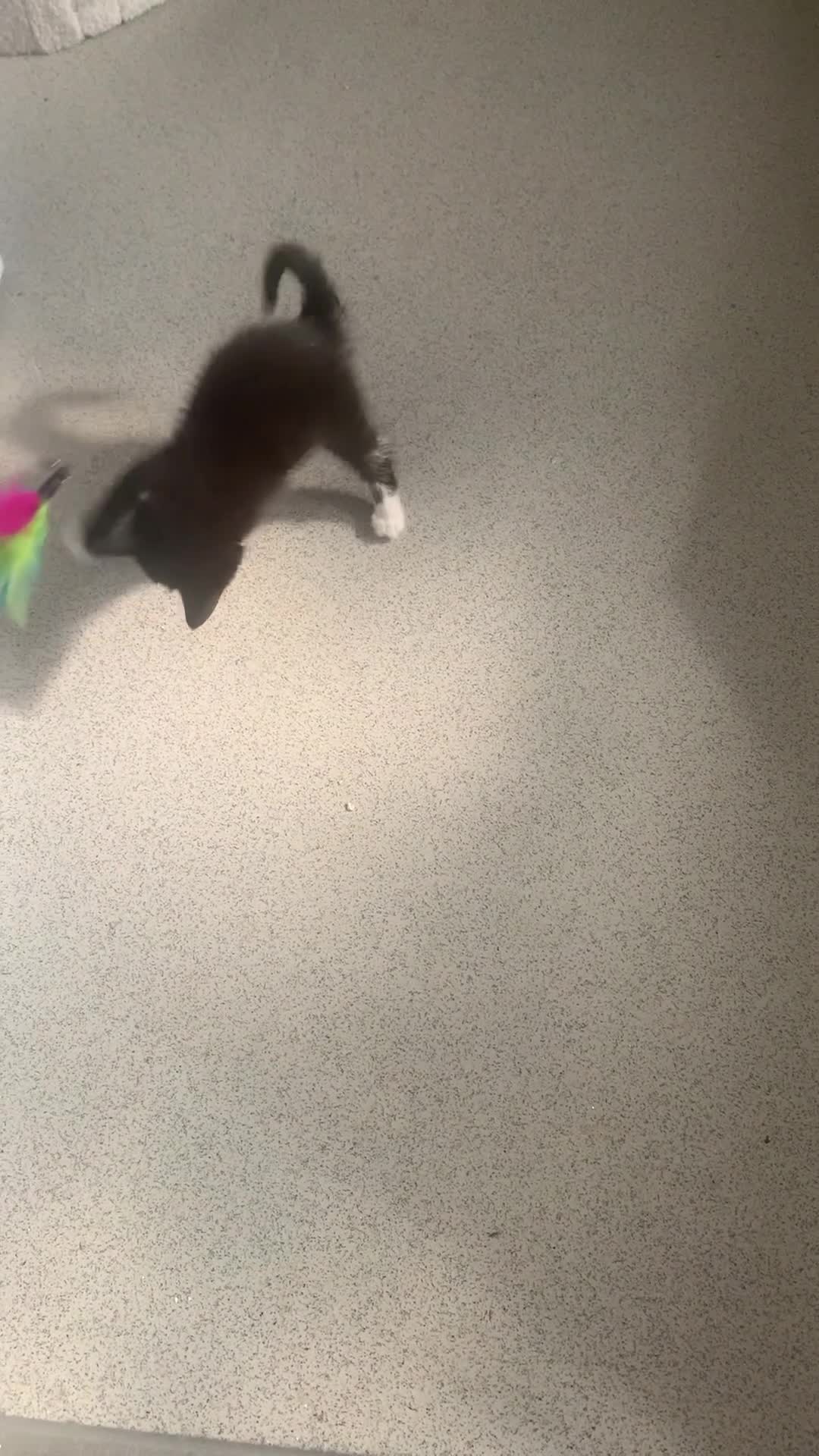 Mixed Breed cats for sale: Bootsie in Cannock - Video 1