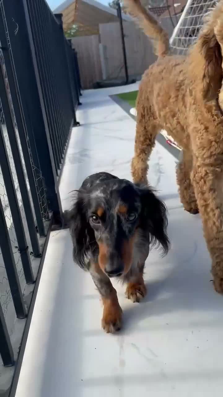 Miniature Dachshund dogs for stud: ✨BEETLEJUICE✨ MINI LONG HAIRED ✨KC - Video 1