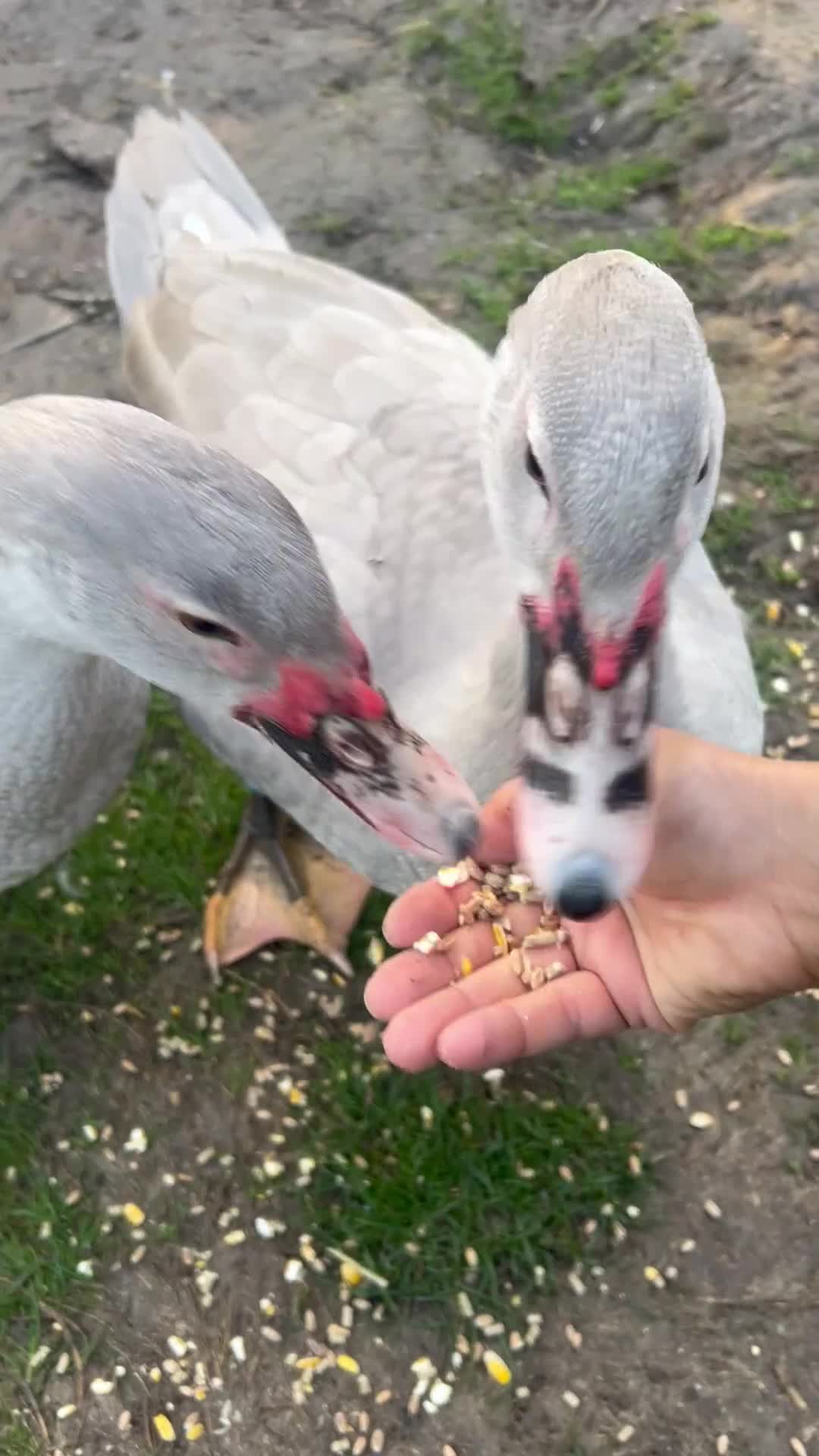 Ducks poultry for sale: 2x Friendly Young Lavender Muscovy Drakes - Video 1
