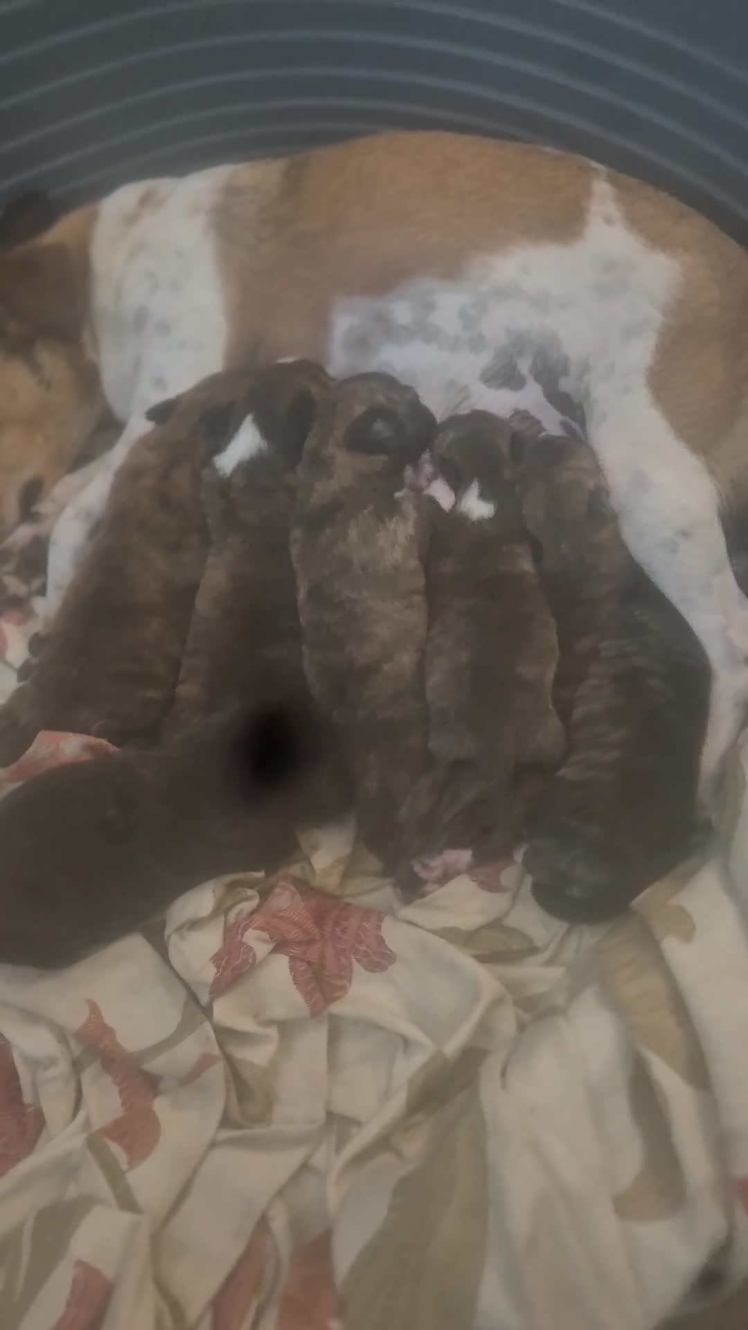 Mixed Breed dogs for sale: Stunning Westiejack Puppies  - Video 1