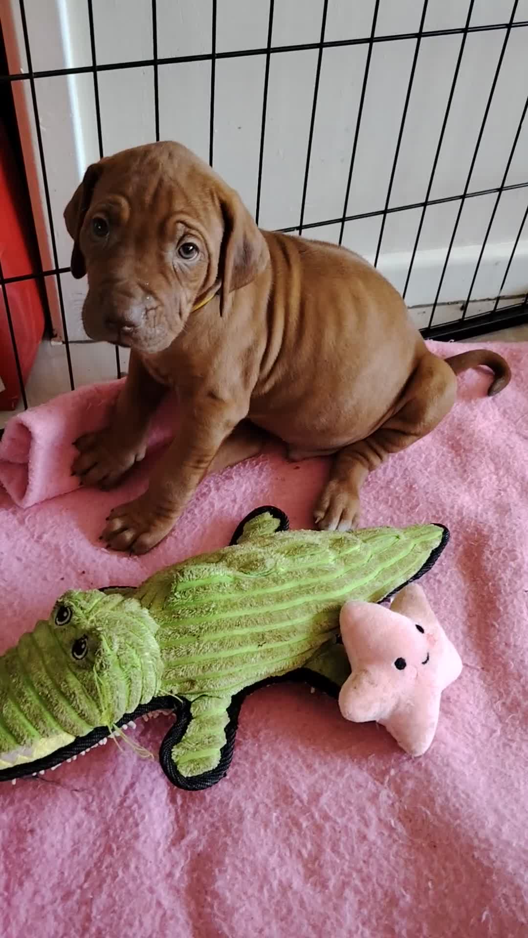 Rhodesian Ridgeback dogs for sale: Beautiful Rhodesian Ridgeback puppies-Family pet - Video 3