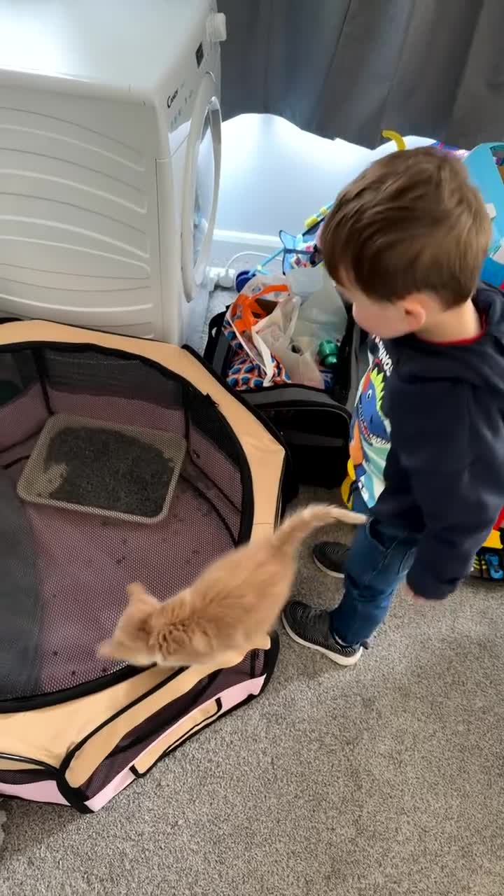 Mixed Breed cats for sale: 13 week ginger male kitten  in Mansfield - Video 1