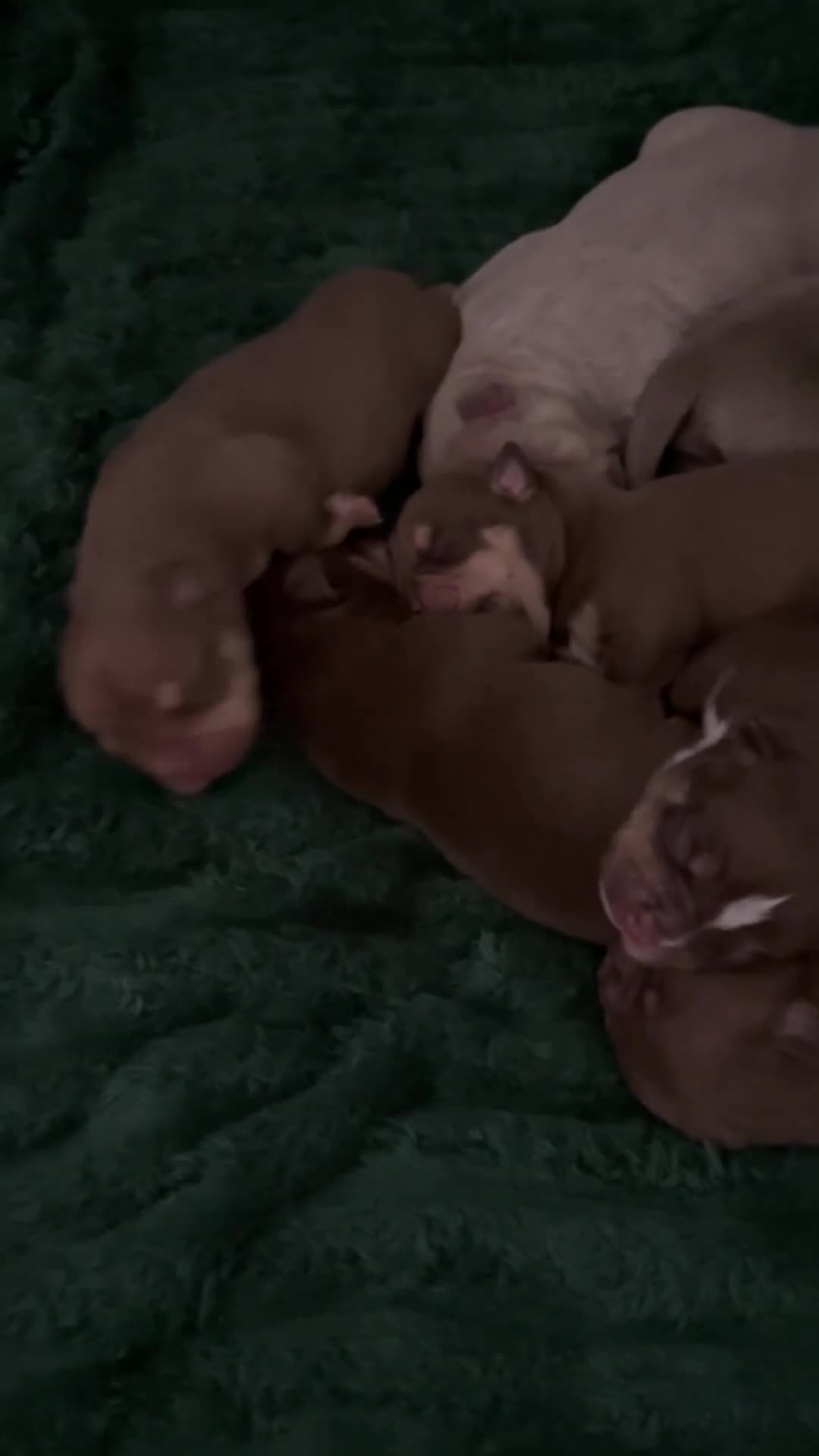 American Bully dogs for sale:  bully puppys - Video 2
