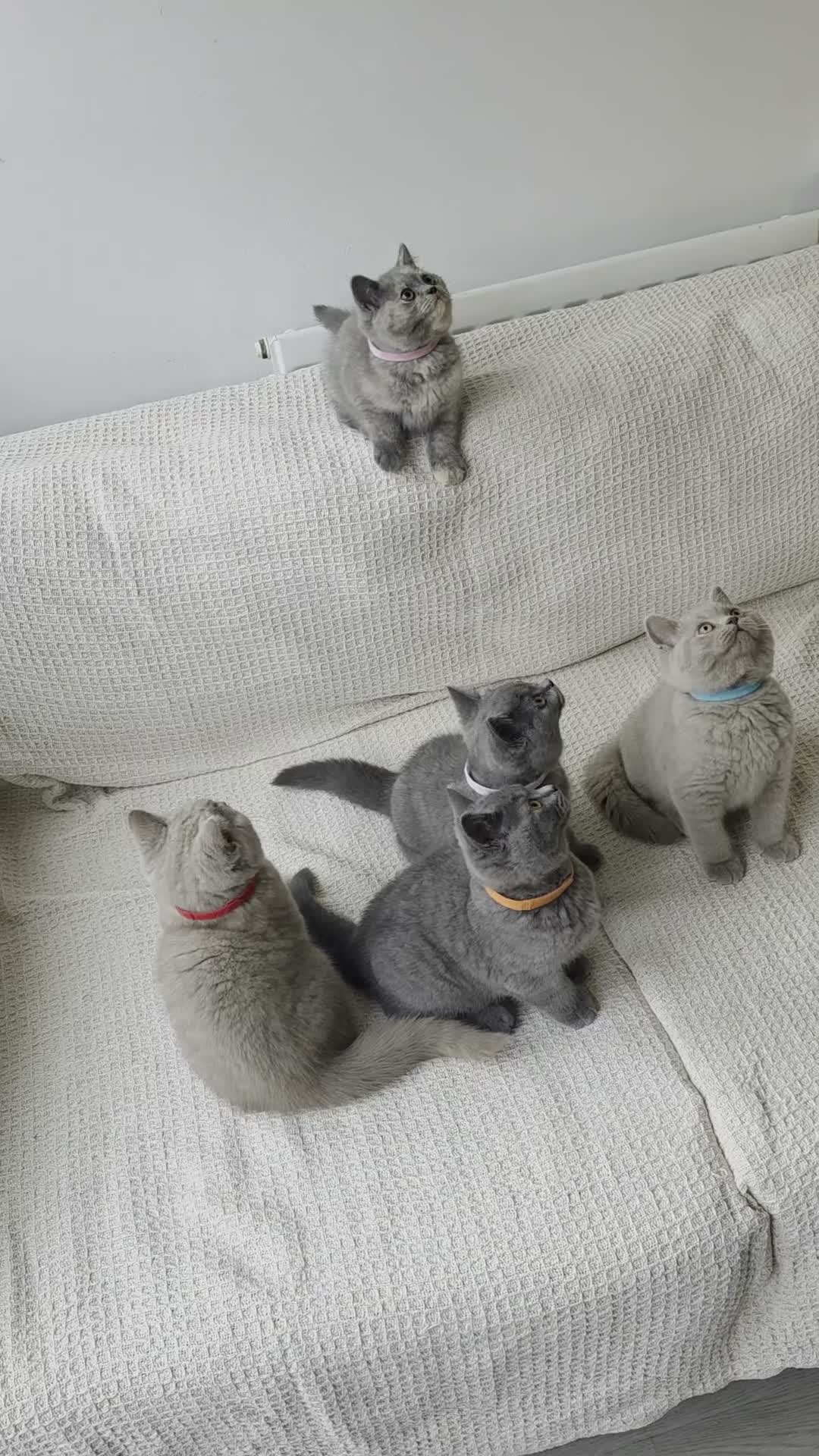 British Shorthair cats for sale: 🐾 GCCF British Shorthair Kittens  - Video 1