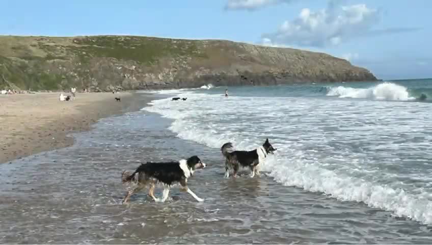 Border Collie dogs for sale: Adorable Border Collies for Sale - Video 2