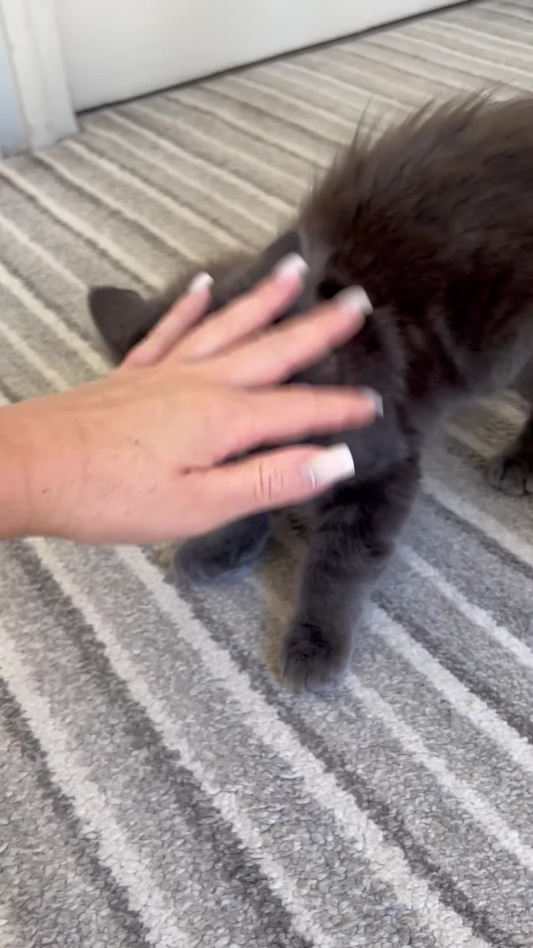 Russian Blue cats for sale: Charming Blue Boys - Video 1