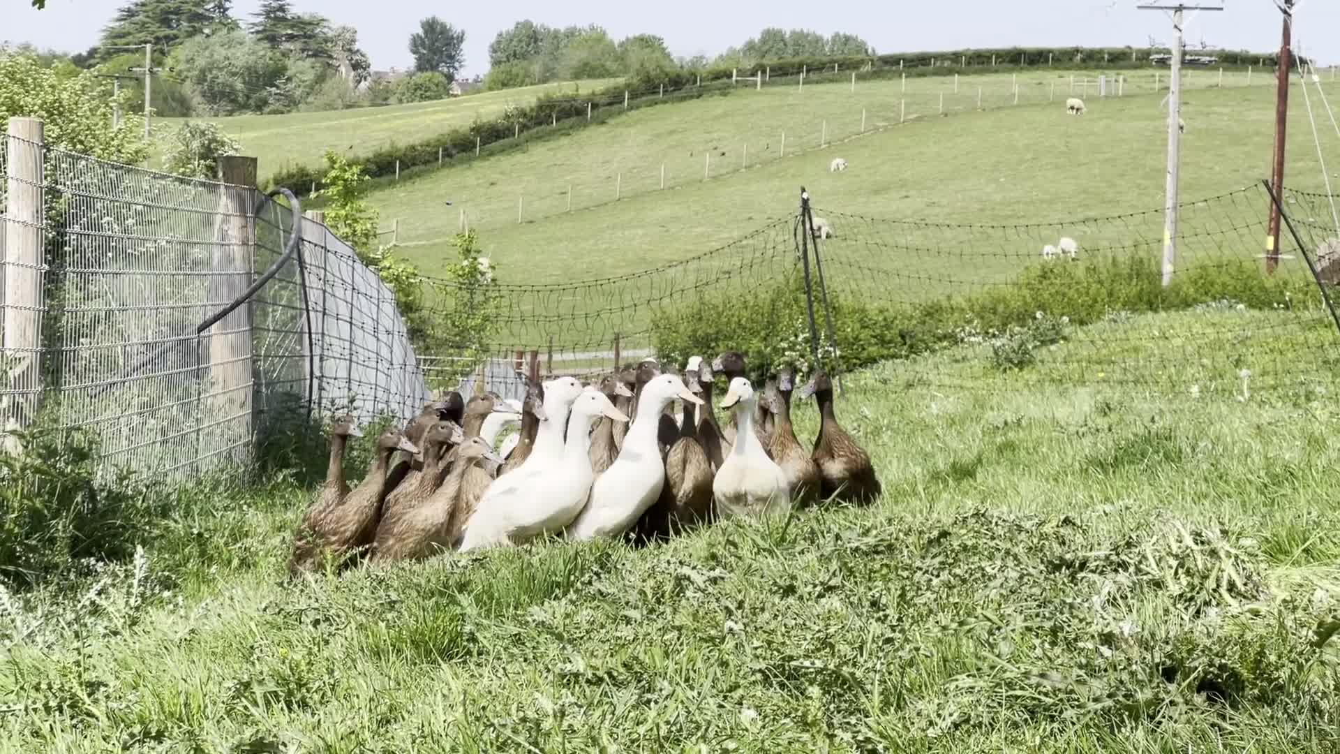 Ducks poultry for sale: Female Ducks - Cherry Valley and Khaki Campbells in Newent - Video 1