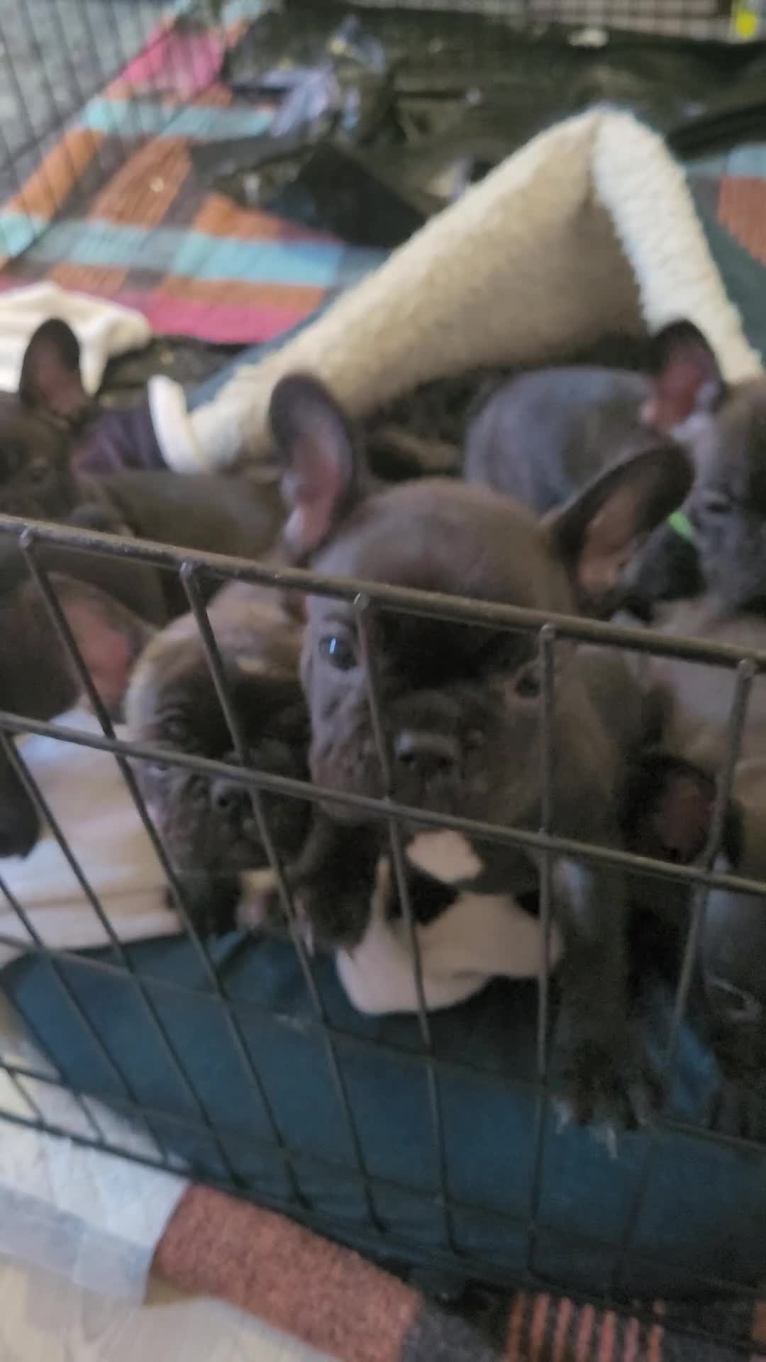 French Bulldog dogs for sale: 2 Girls and 4 Boys - Video 1