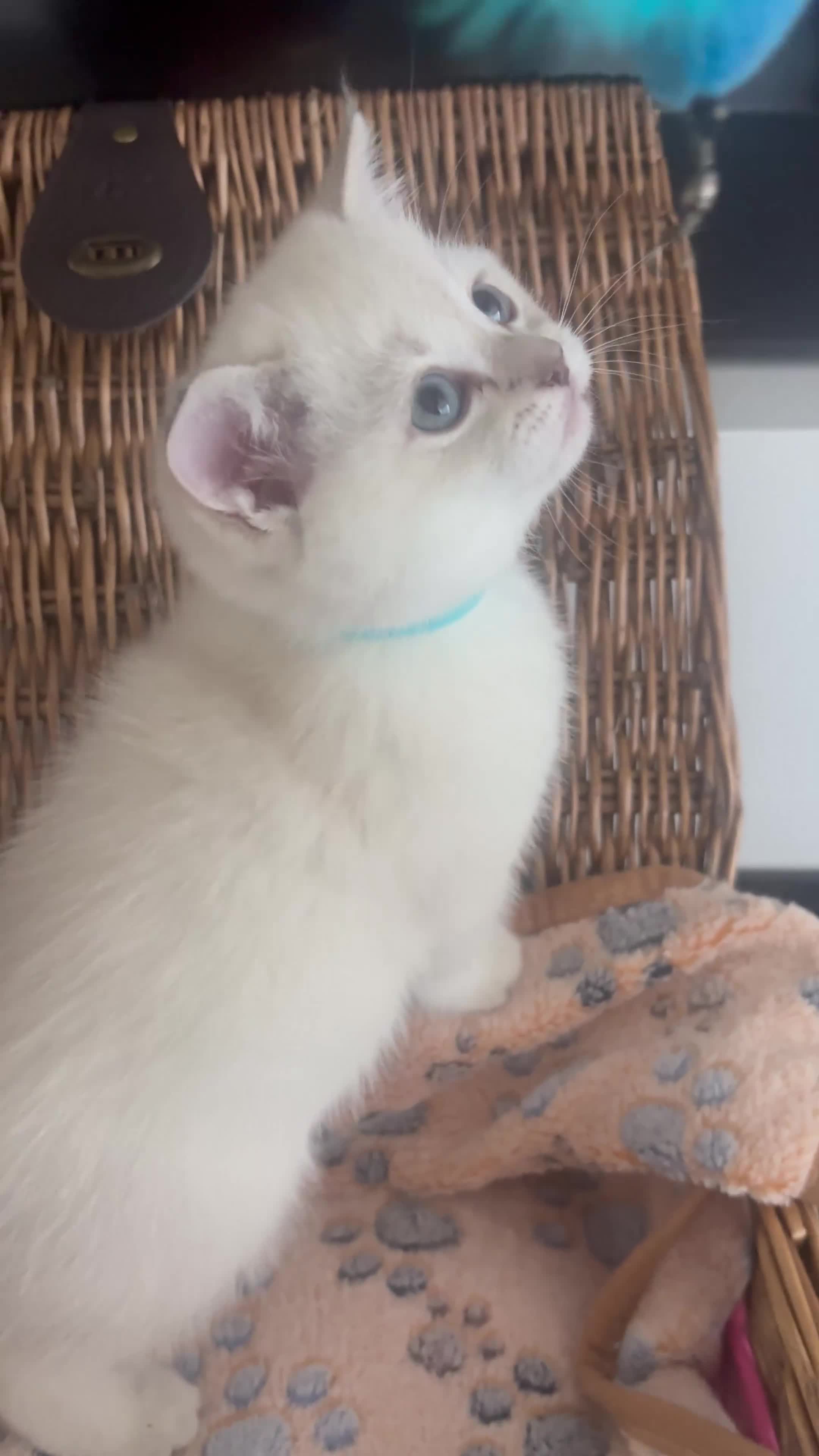 British Shorthair cats for sale: Cuteness overload♥️ British shorthair/chinchillas  - Video 1