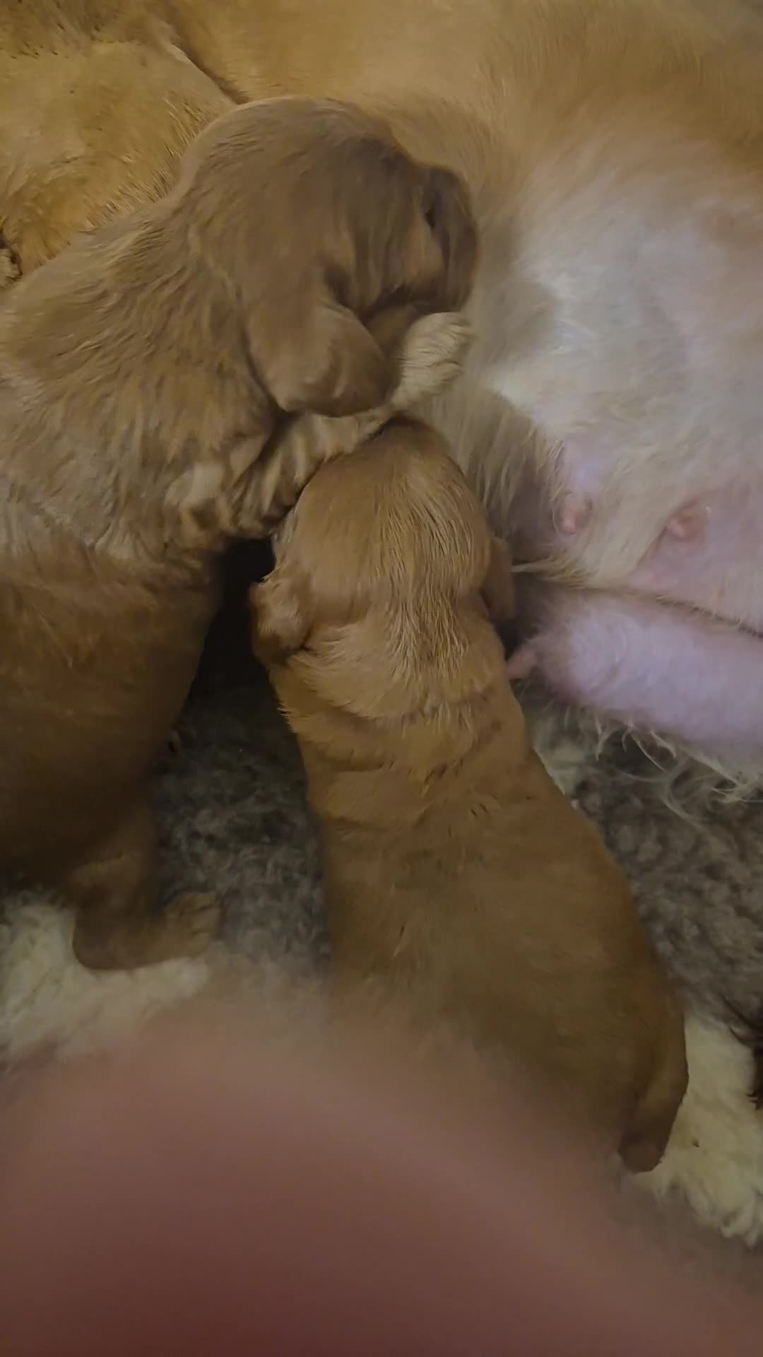 Cockapoo dogs for sale: *EXTENSIVELY HEALTH TESTED F1 SHOW COCKERPOO* - Video 1