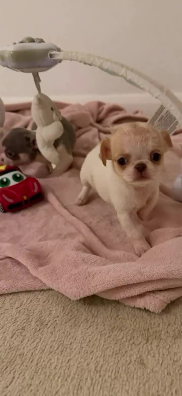 Chihuahua dogs for sale: Kc chihuahua puppies Russian and Ukraine lines - Video 5