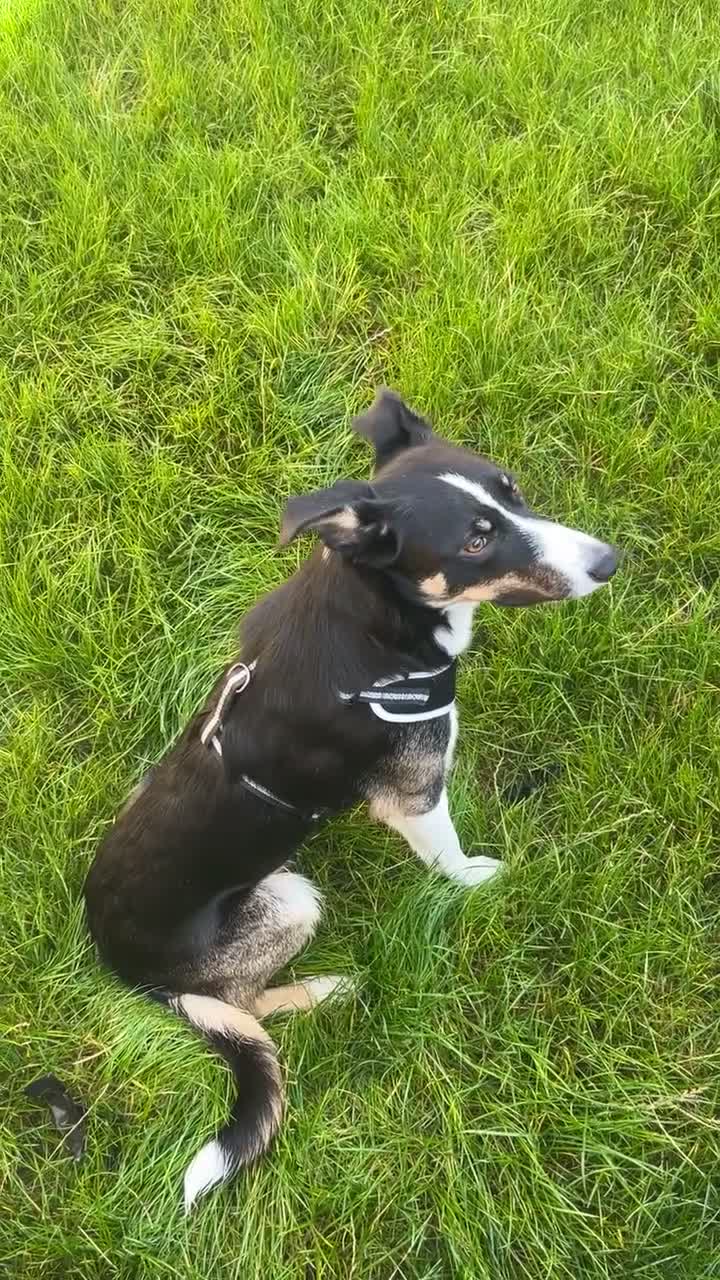 Border Collie dogs for sale: Reggie🩵 - Video 2