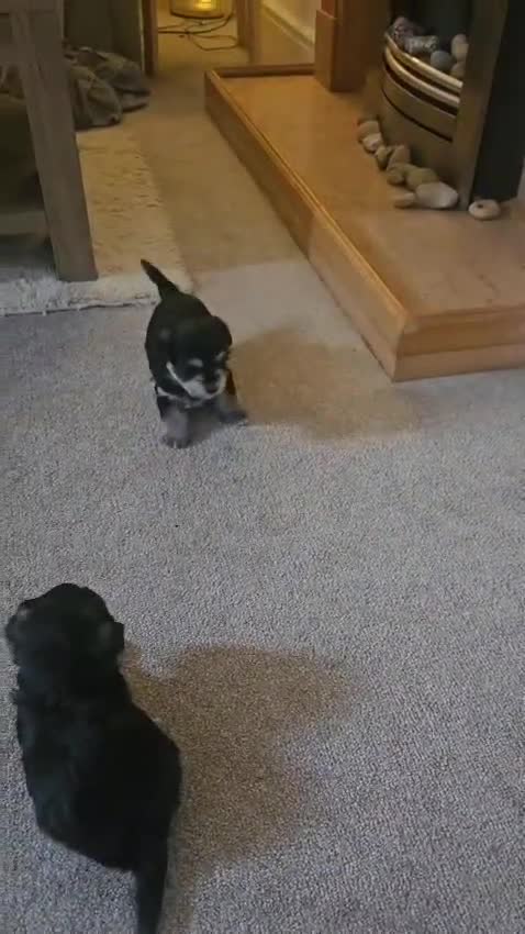 Morkie dogs for sale: 🐶 Adorable Morkie Puppies 🐶 - Video 3