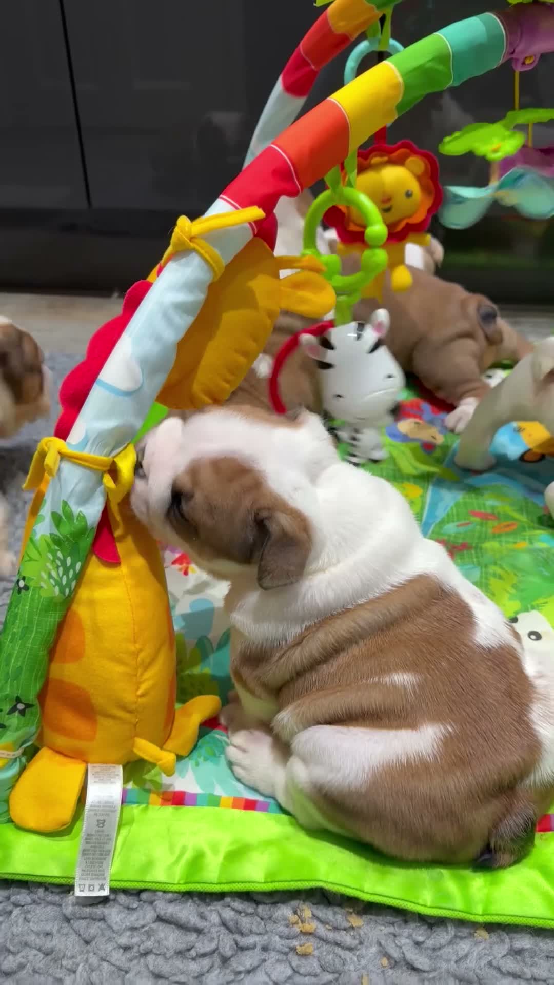 English Bulldog dogs for sale: KC British Bulldog Puppies - Video 2