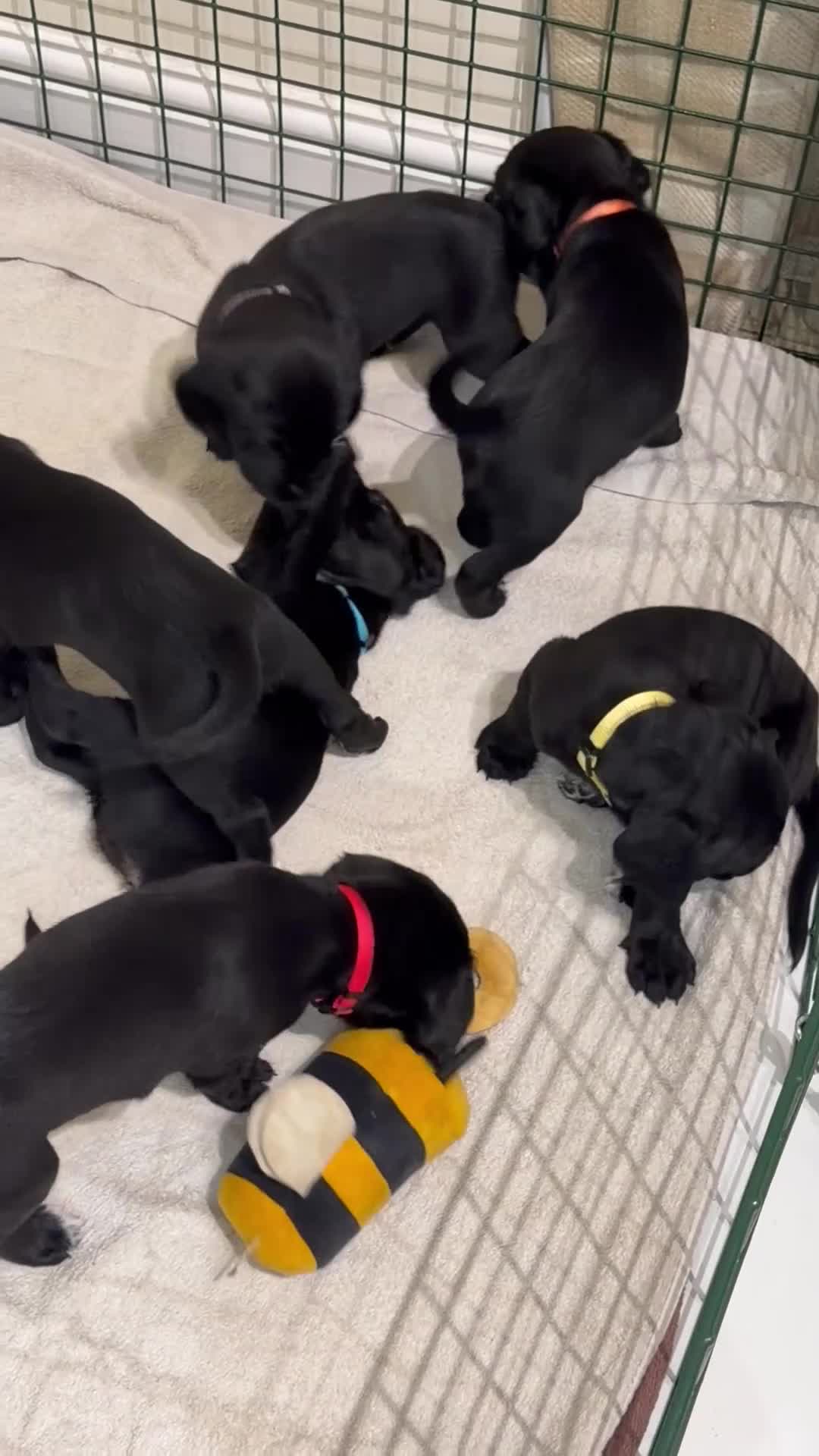 Cockerdor dogs for sale: 🐾 Gorgeous Cockerdor Puppies 🐾 - Video 1