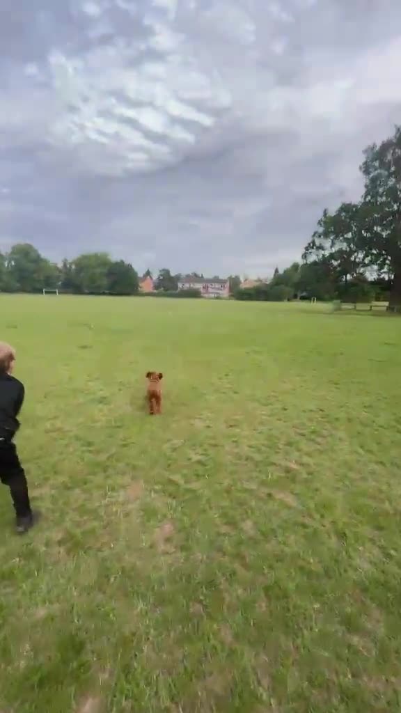 Cockapoo dogs for stud: F1 red cockapoo for stud in Reading - Video 2