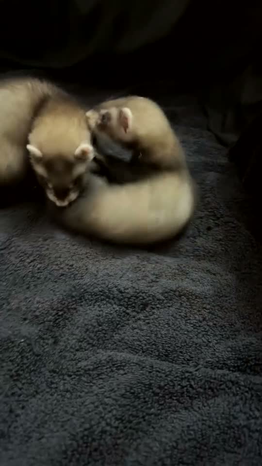 Ferret rodents for sale: Two kit ferrets 14 week old in Alfreton - Video 1